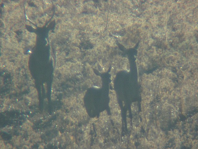 Cervus elaphus corsicanus (cervo sardo)